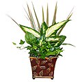 Maroon Feather Leaf Tropical Planter