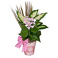 Mother's Day Daisy Tropical Planter