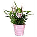 Mother's Day Tropical Planter