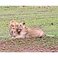 Stewart Parr 'Lioness Sisters in Kenya' Photograph