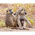 Stewart Parr 'Baboon Family in Kenya' Photograph