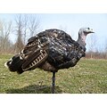 A-Way Turkey Decoy Cover
