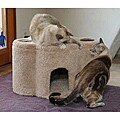 New Cat Condos Paw Print Condo