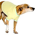 American Apparel Lemon/Lime Baby Rib Dog Tee