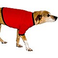 American Apparel Red/Black Baby Rib Dog Tee