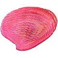 Arda Glassware Clam Peral/ Lilac Canaper Plates (Set of 4)