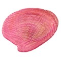 Arda Glassware Clam Pearl/Lilac Salad Plates (Set of 4)
