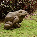 Volcanic Ash Contented Toad (Indonesia)