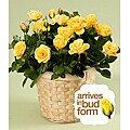 (Mother's Day Preorder) Potted Yellow Roses