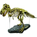 T-Rex Skeleton