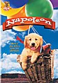 Napoleon - DVD Cash (DVD)
