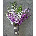 Dendrobium Orchids (12 Stems)