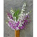 20 Stems Dendrobium Orchids