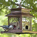 Imperia Birdfeeder