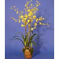 Dancing Lady Orchid with Moss Pot