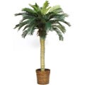 Sago Palm Silk Tree 4ft
