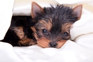 Dog bed