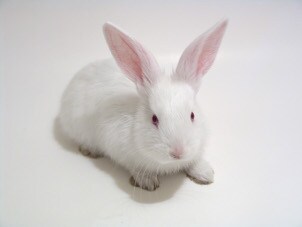 Easter bunny