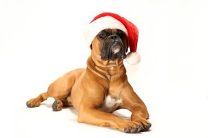 Dog wearing a hat