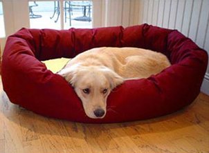 Golden retriever in a dog bed