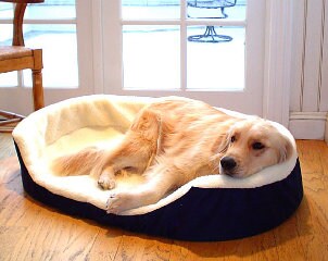 Cute dog sleeping in a large dog bed