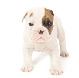 Cute bulldog puppy standing outside of a dog bed