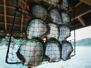A net full of beautiful green, white and blue pearl oysters