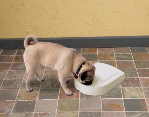 Pug dog eating out of a dog bowl