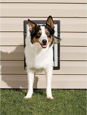 Dog looking out a dog door