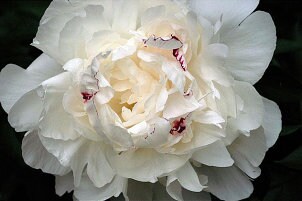 Close-up fine art photograph of a beautiful peony