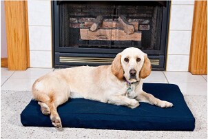 Cute dog laying on a dog bed