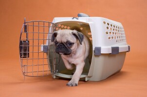 Cute pug dog stepping out of a pet carrier