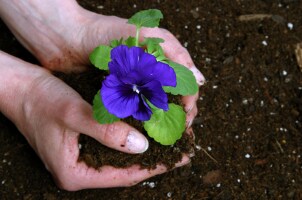 Planting a purple flower in a garden