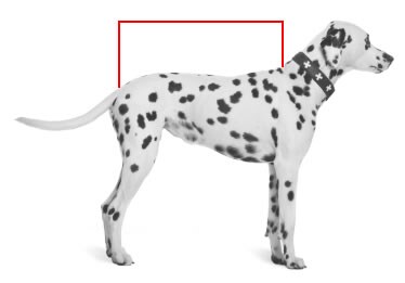 Pet Sizing Guide